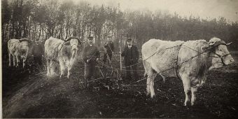 Foto: Ochsengespann 1937