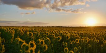 Bild: Sonnenblumenfeld
